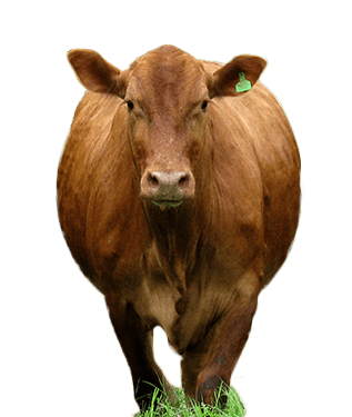 Historia - mejoramiento genético